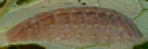 Larvae